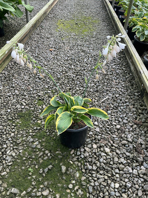 Frances Williams Hosta in a black nursery container displaying variegated green and yellow foliage with white blooms on tall scapes.