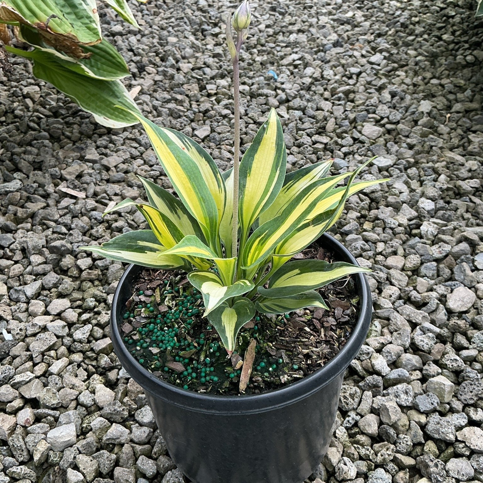June Hosta in a black nursery container showing lance-shaped green and yellow variegated leaves with a tall flower scape.