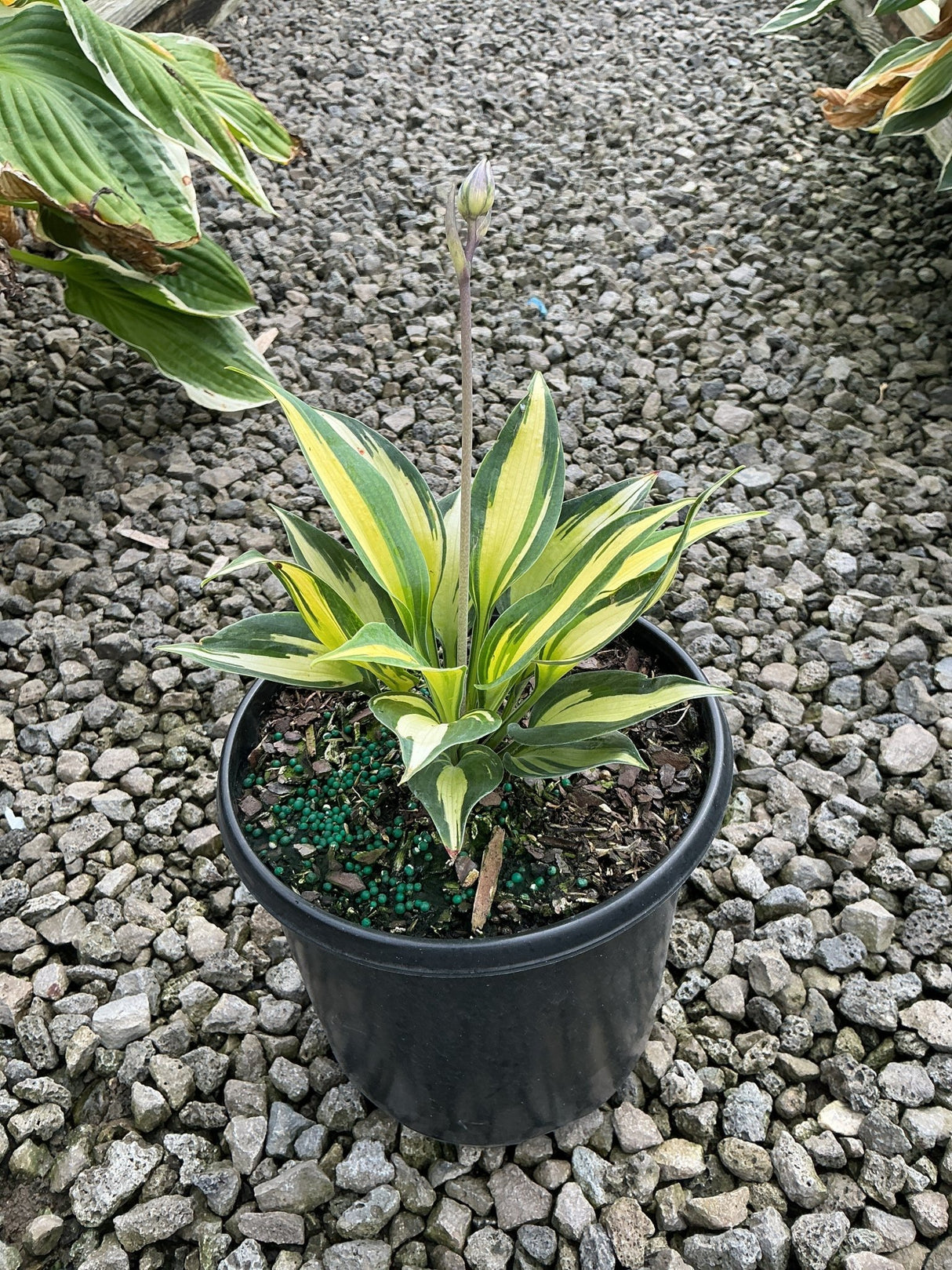 June Hosta in a black nursery container showing lance-shaped green and yellow variegated leaves with a tall flower scape.