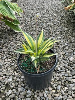 June Hosta in a black nursery container showing lance-shaped green and yellow variegated leaves with a tall flower scape.