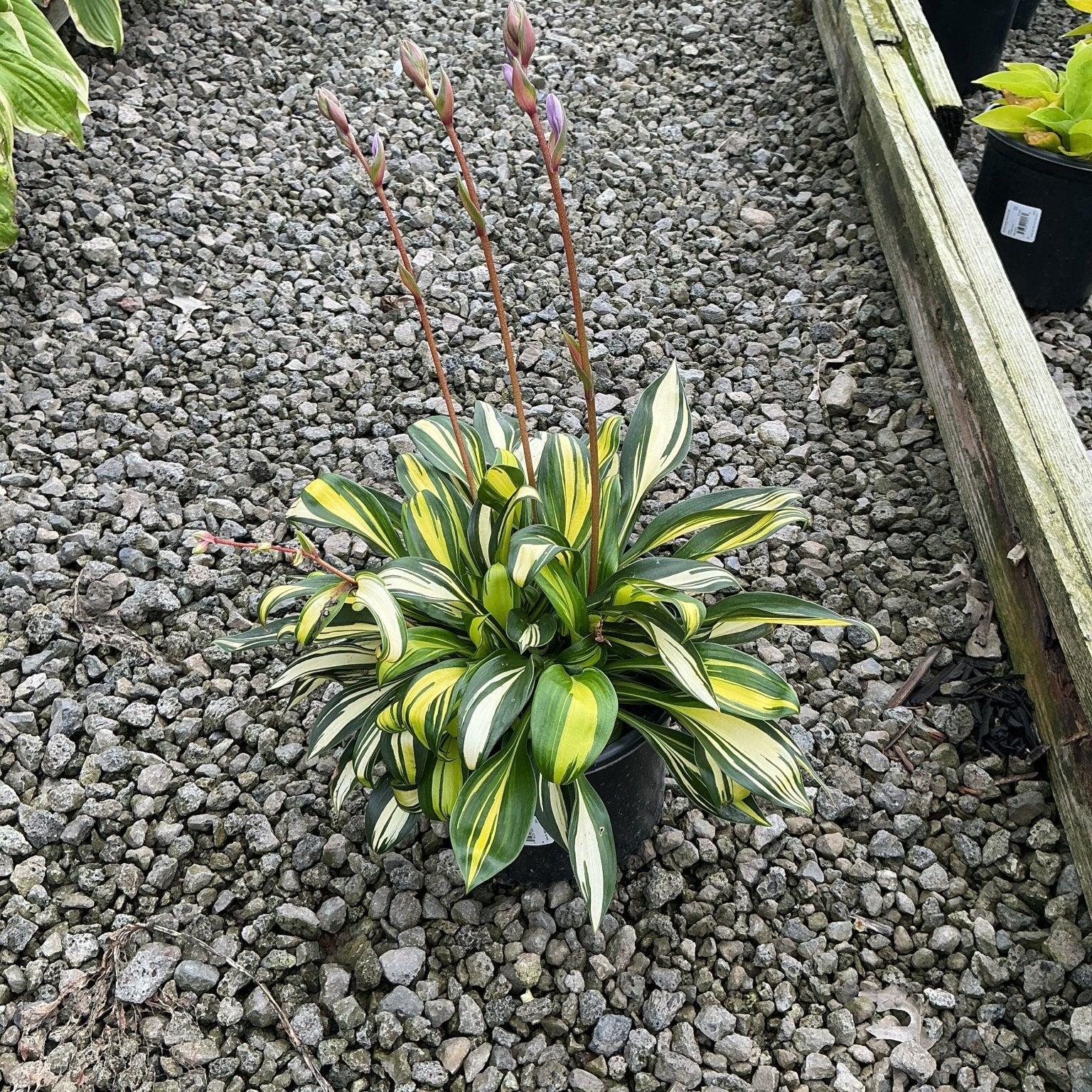 Hosta Rainbow's End growing in a black nursery container, showing variegated green and yellow foliage with tall purple flower buds.
