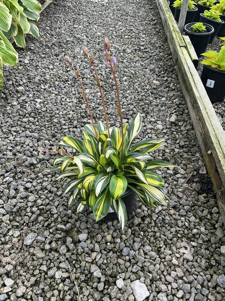 Hosta Rainbow's End growing in a black nursery container, showing variegated green and yellow foliage with tall purple flower buds.