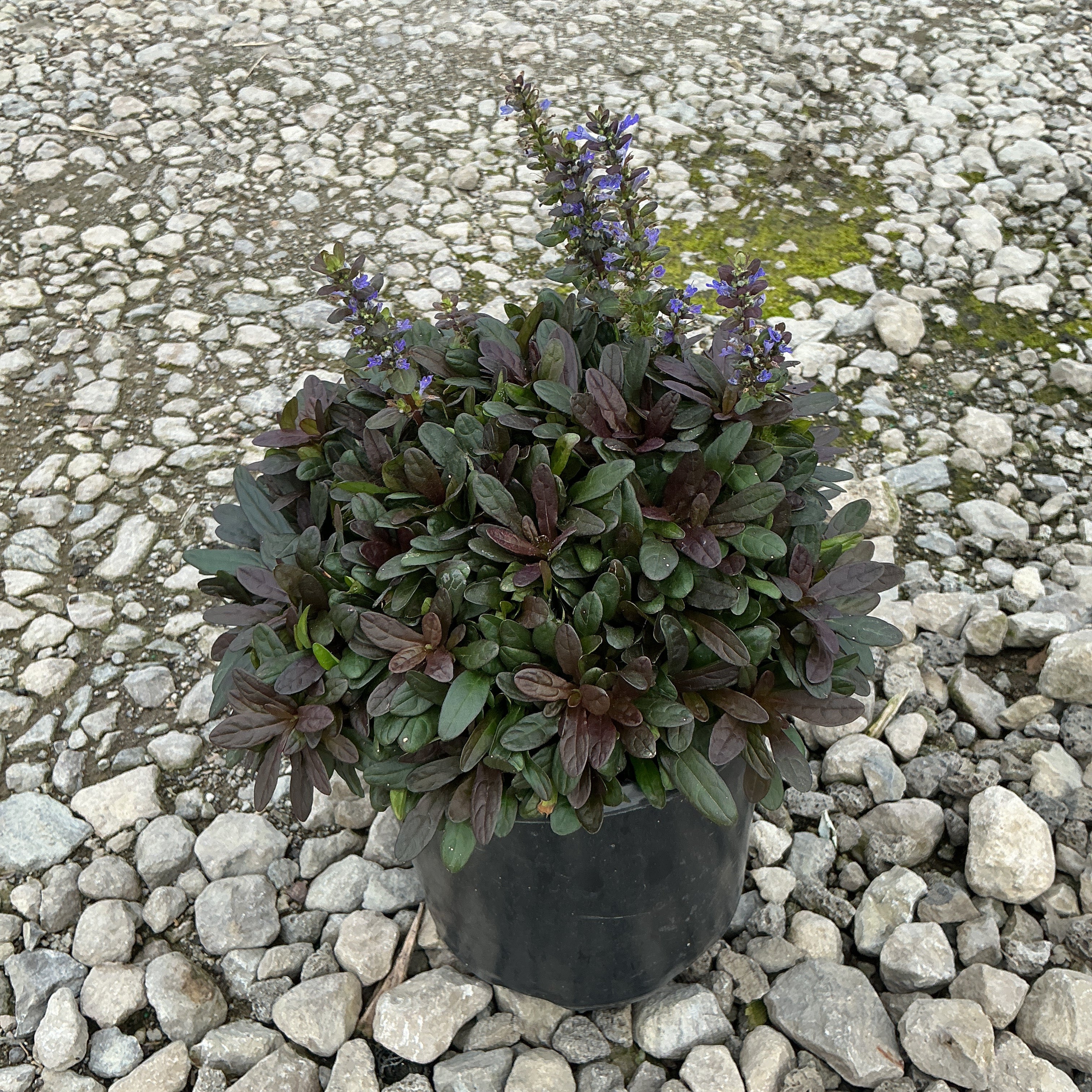 Chocolate Chip Ajuga in a black nursery container with dark purple foliage and upright blue flower spikes, set on gravel.