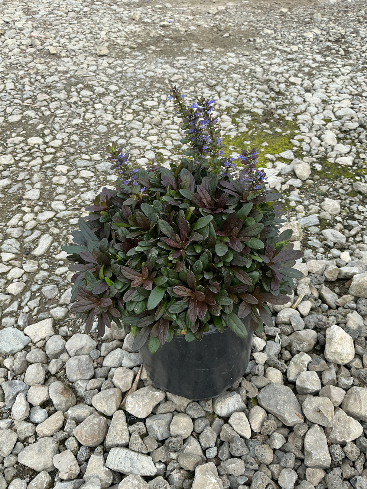 Chocolate Chip Ajuga in a black nursery container with dark purple foliage and upright blue flower spikes, set on gravel.