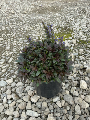 Chocolate Chip Ajuga in a black nursery container with dark purple foliage and upright blue flower spikes, set on gravel.