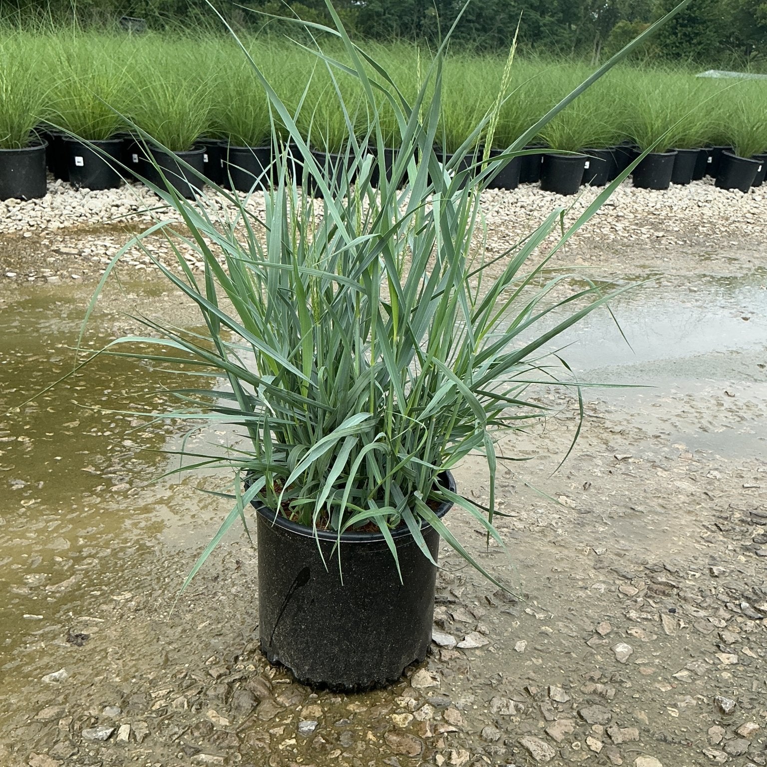 Heavy Metal Switch Grass in a #3 container showing upright blue-green foliage at a nursery growing yard.
