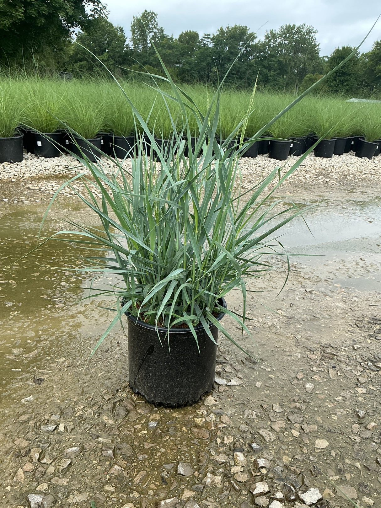 Heavy Metal Switch Grass in a #3 container showing upright blue-green foliage at a nursery growing yard.