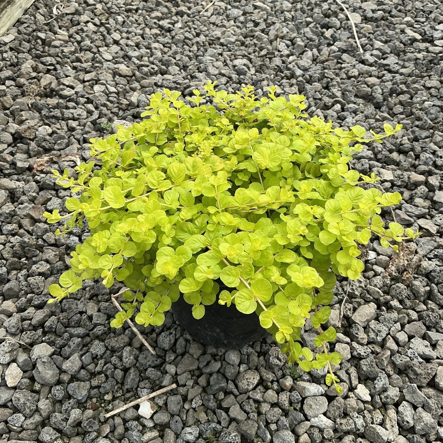 Golden Creeping Jenny in a #1 container displaying dense chartreuse foliage, set on a gravel nursery bed.
