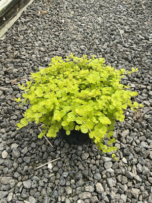 Golden Creeping Jenny in a #1 container displaying dense chartreuse foliage, set on a gravel nursery bed.