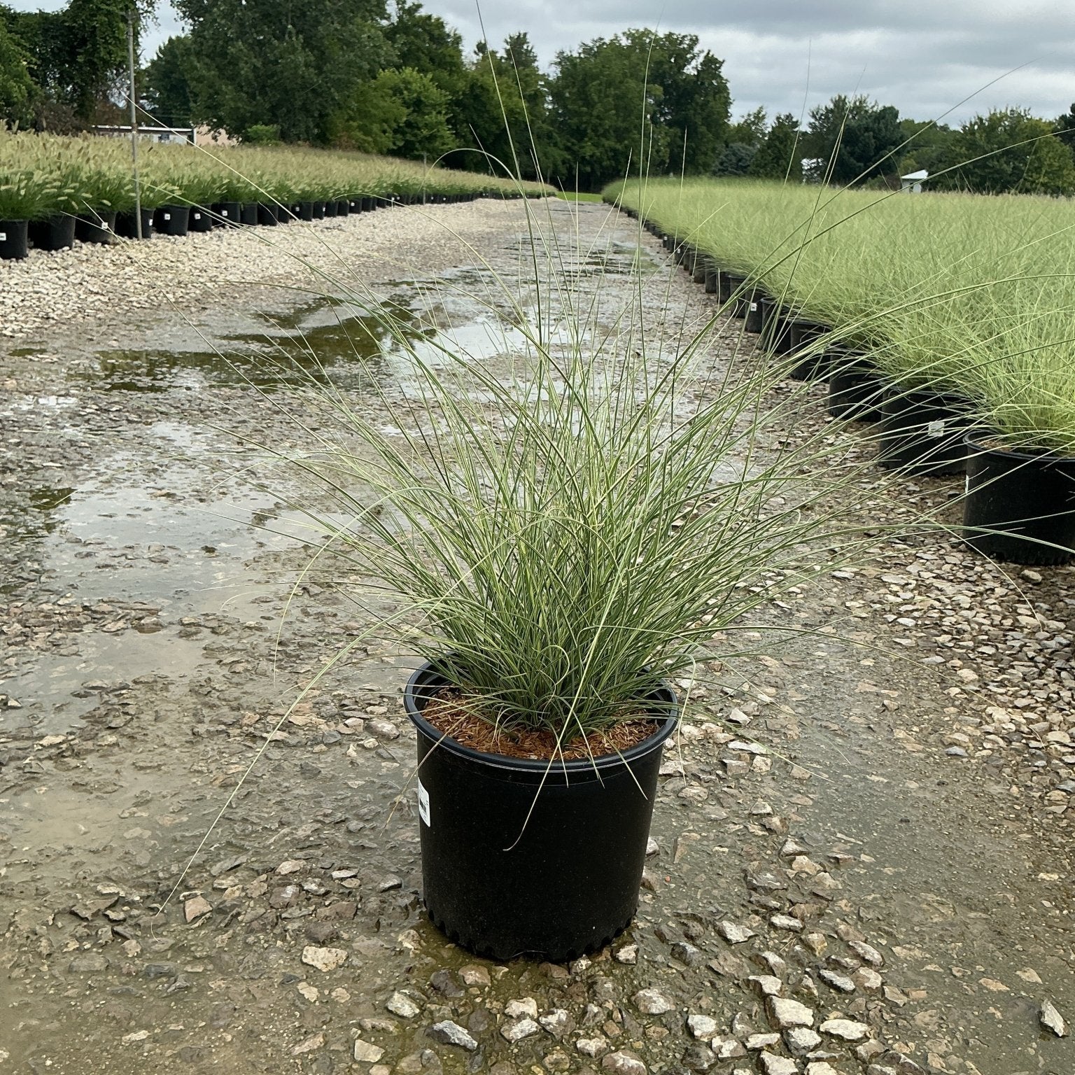 Morning Light Silver Grass in a #3 container at a nursery, showing fine-textured green and silver arching foliage.