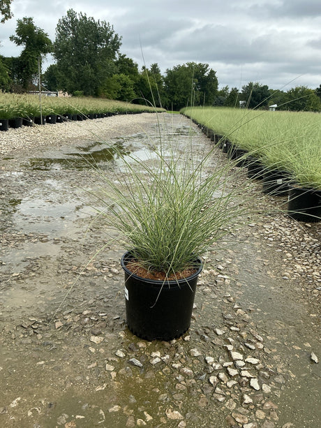 Morning Light Silver Grass in a #3 container at a nursery, showing fine-textured green and silver arching foliage.