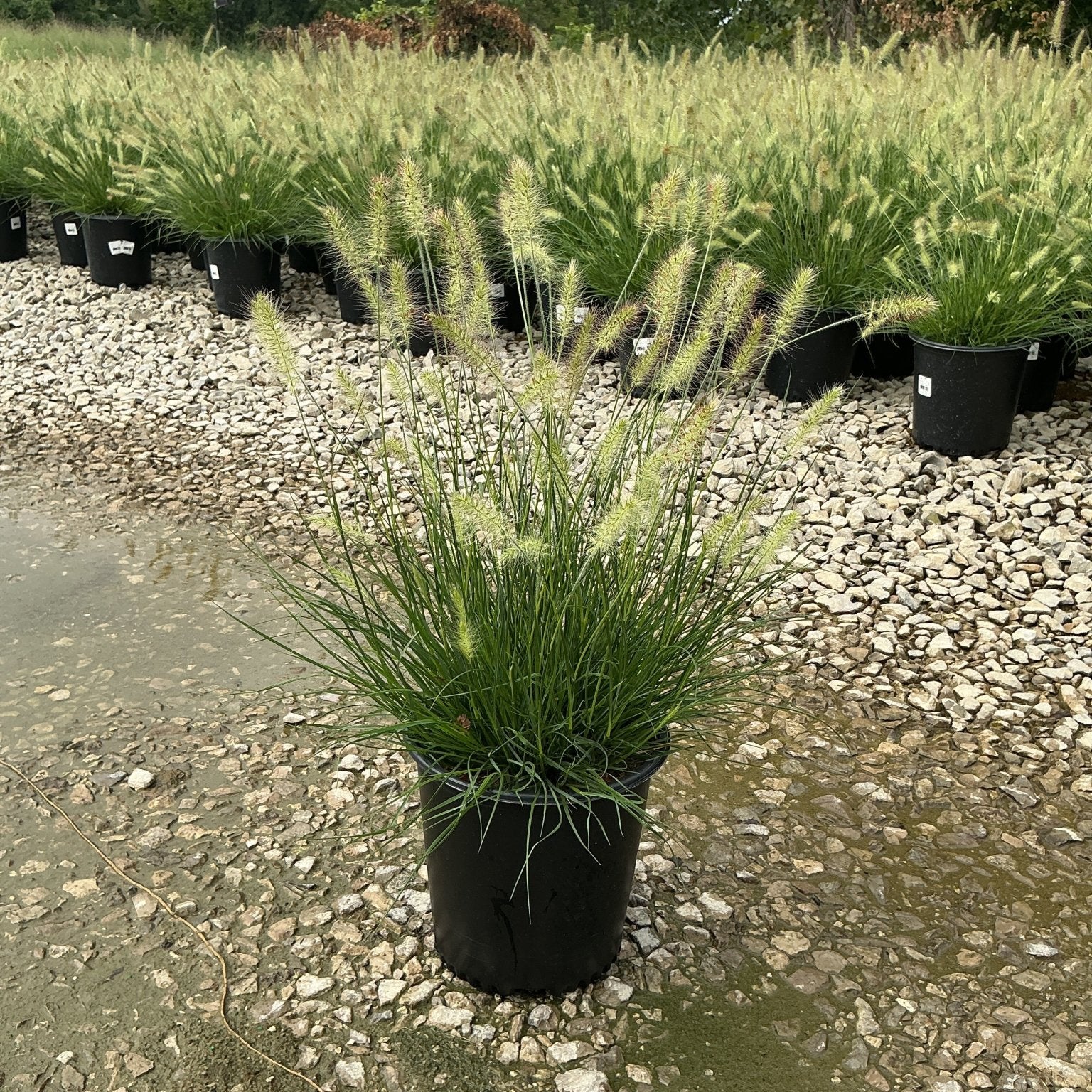 Dwarf Fountain Grass Hameln in a #2 black nursery container with fluffy white plumes at a garden center.