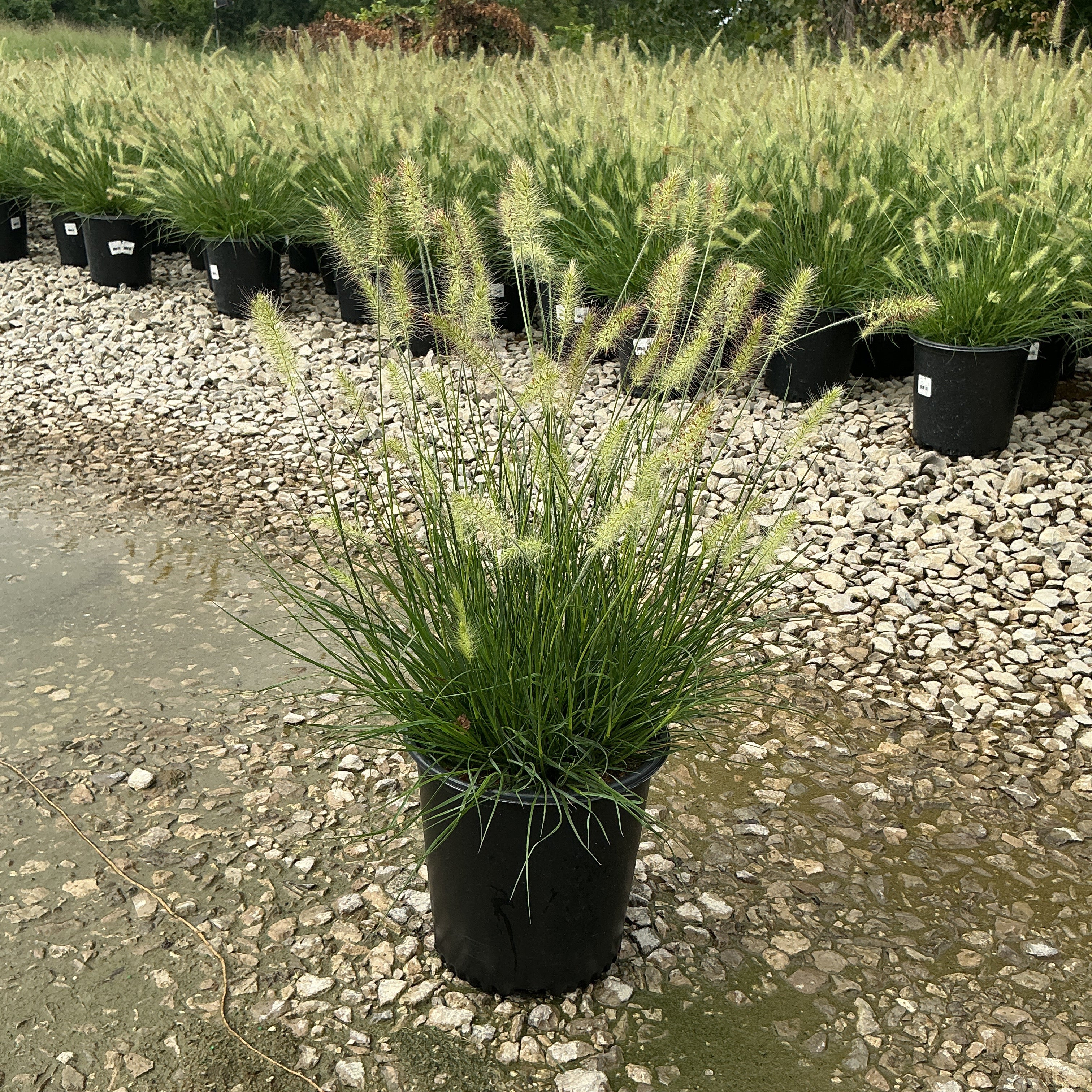 Dwarf Fountain Grass Hameln in a #2 black nursery container with fluffy white plumes at a garden center.