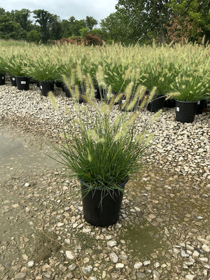 Dwarf Fountain Grass Hameln in a #2 black nursery container with fluffy white plumes at a garden center.