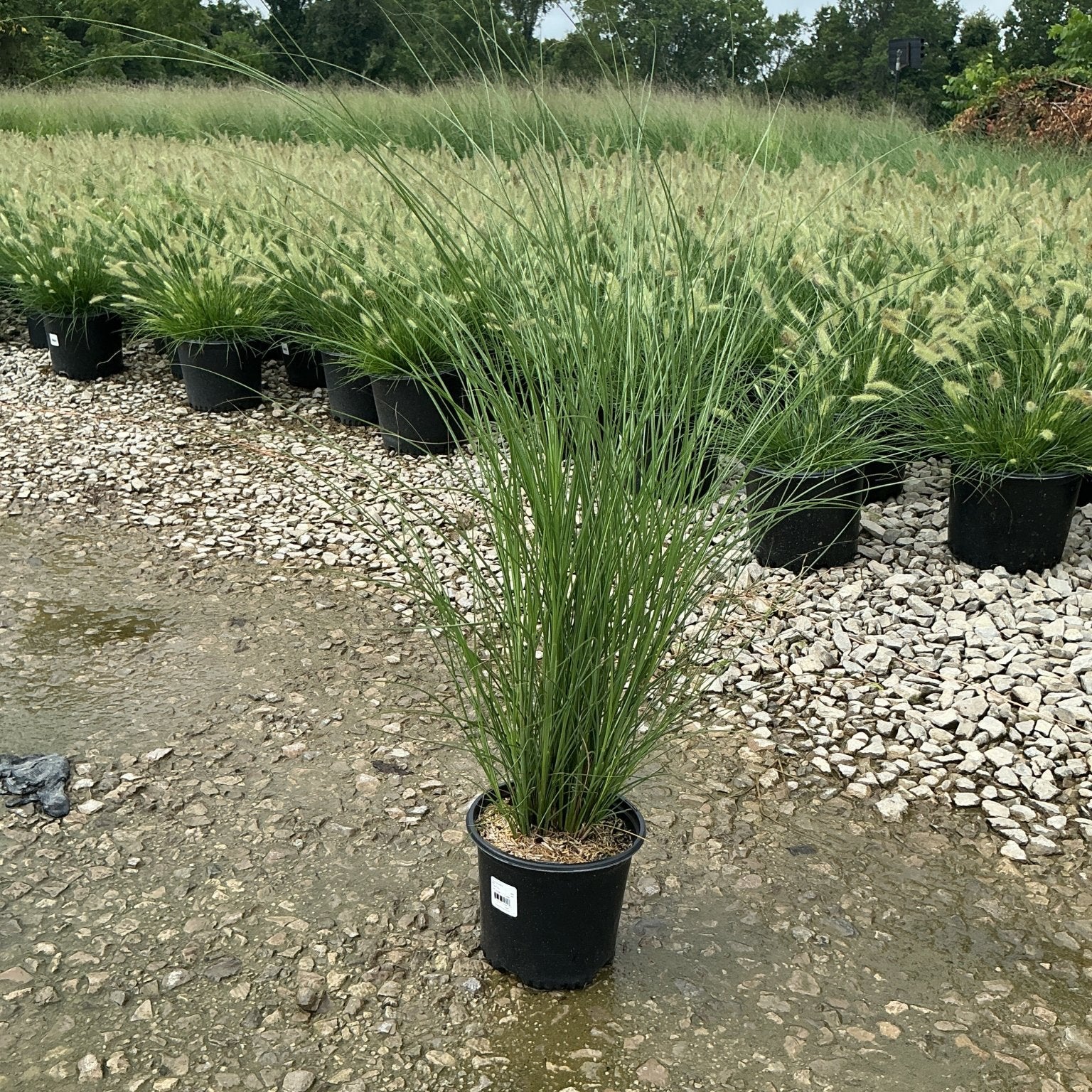 Maiden Grass Miscanthus sinensis Gracillimus growing in a black nursery container at a plant nursery, with arching green blades reaching 4 feet tall.