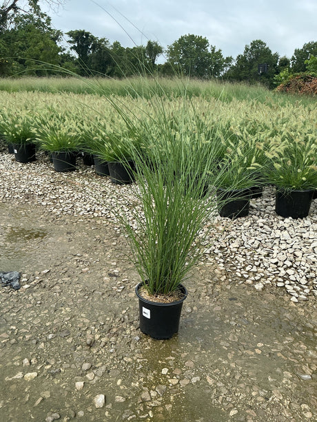 Maiden Grass Miscanthus sinensis Gracillimus growing in a black nursery container at a plant nursery, with arching green blades reaching 4 feet tall.