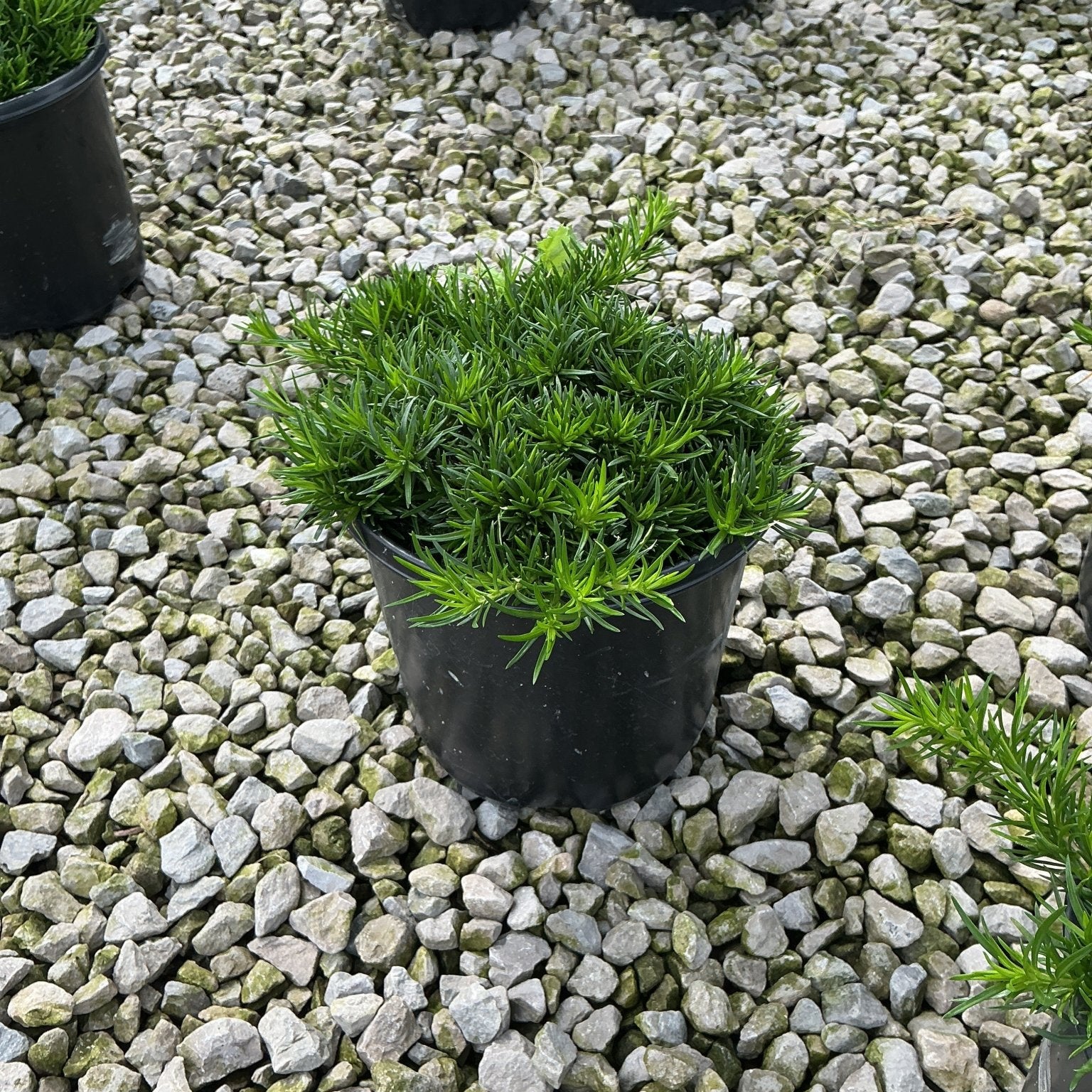 Emerald Blue Creeping Phlox in a black nursery container, showing dense mounding foliage on a gravel surface.
