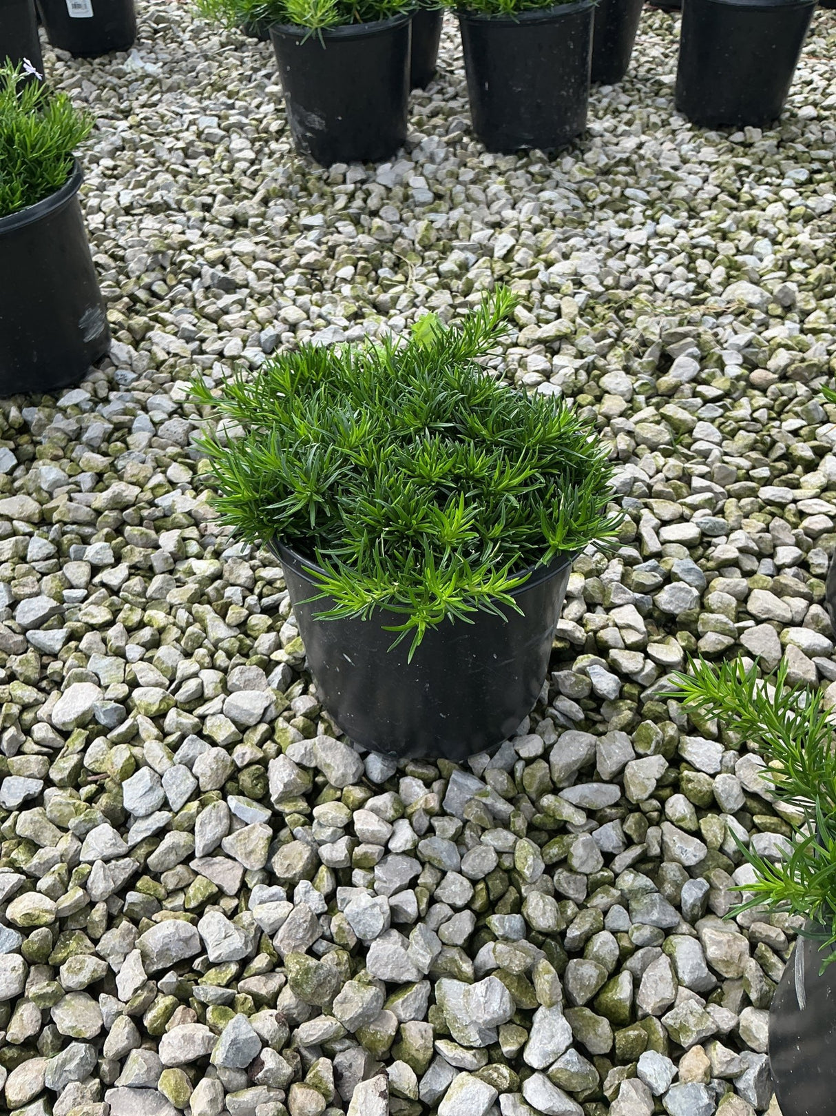 Emerald Blue Creeping Phlox in a black nursery container, showing dense mounding foliage on a gravel surface.