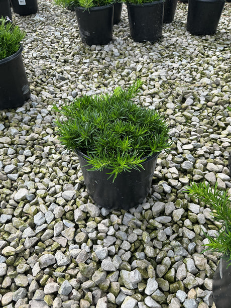 Emerald Blue Creeping Phlox in a black nursery container, showing dense mounding foliage on a gravel surface.