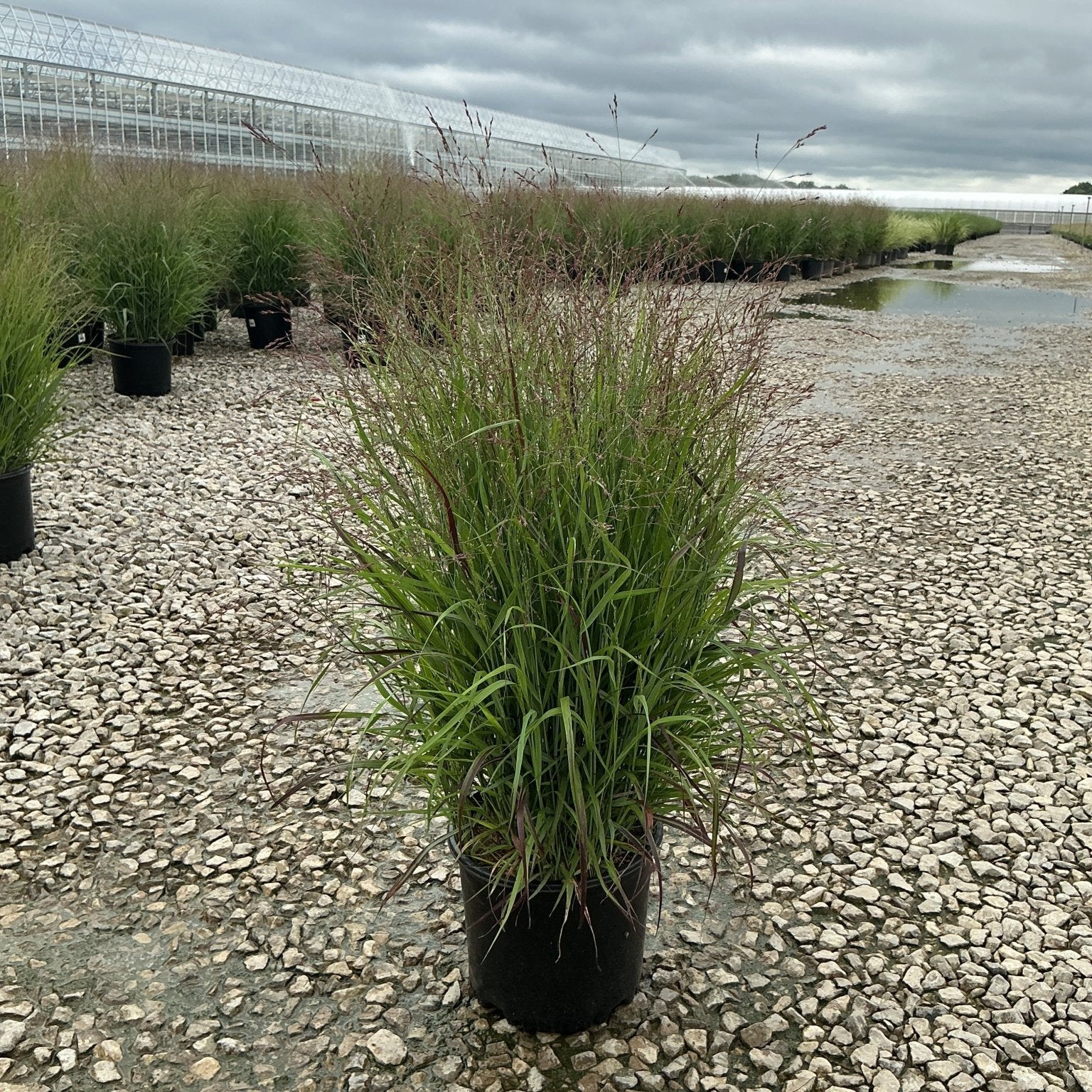 Shenandoah Switch Grass in a #3 black nursery container showing reddish-tinged upright foliage at a gravel nursery yard.