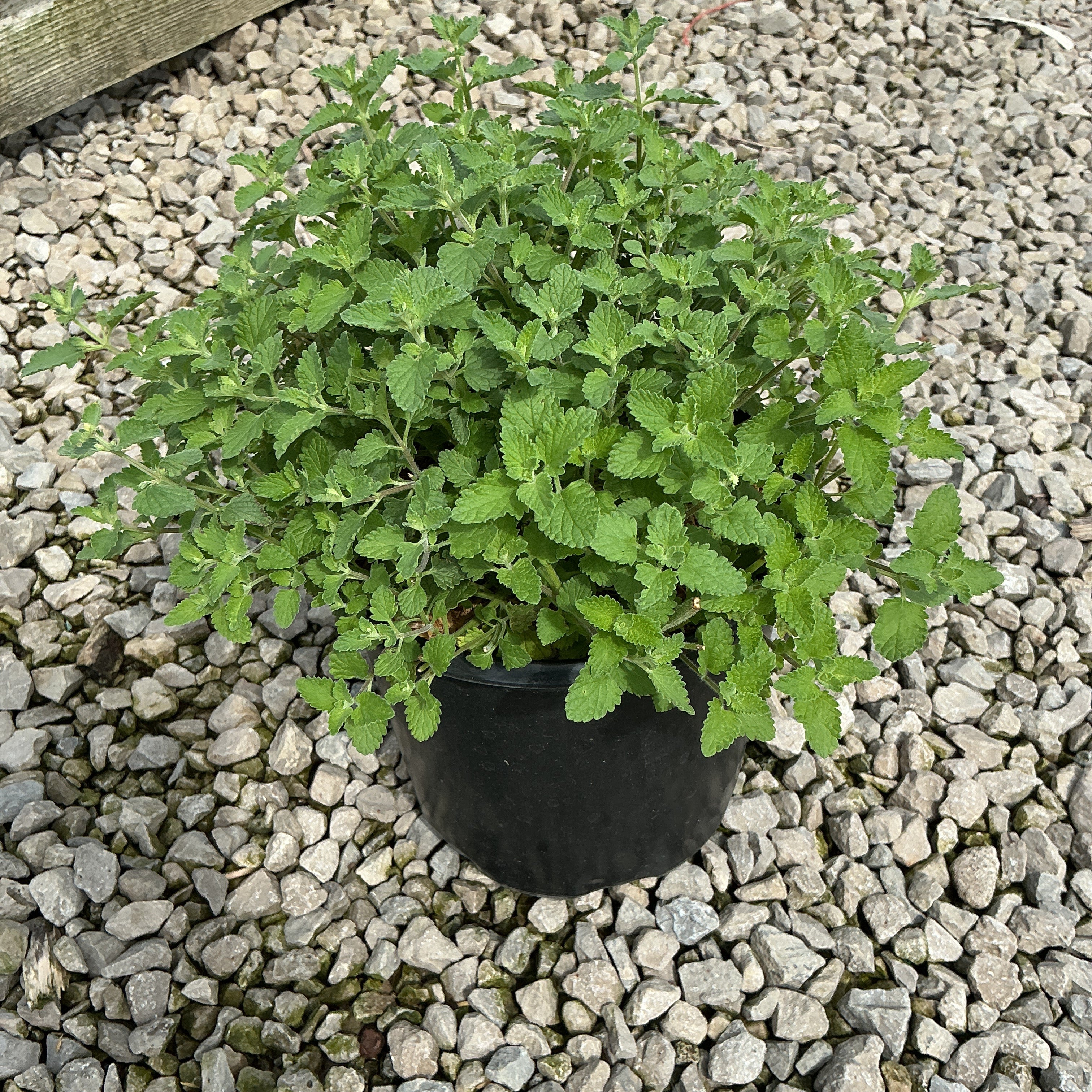 Walker's Low Catmint growing in a black nursery container, showing dense mounding green foliage on a gravel surface.