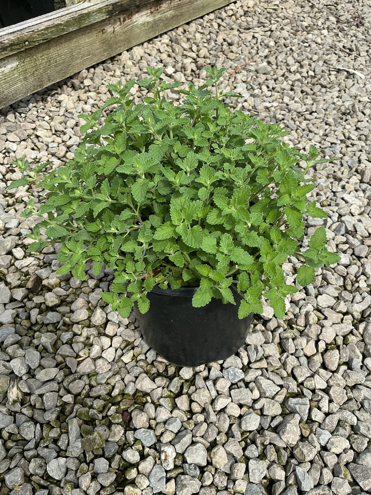 Walker's Low Catmint growing in a black nursery container, showing dense mounding green foliage on a gravel surface.