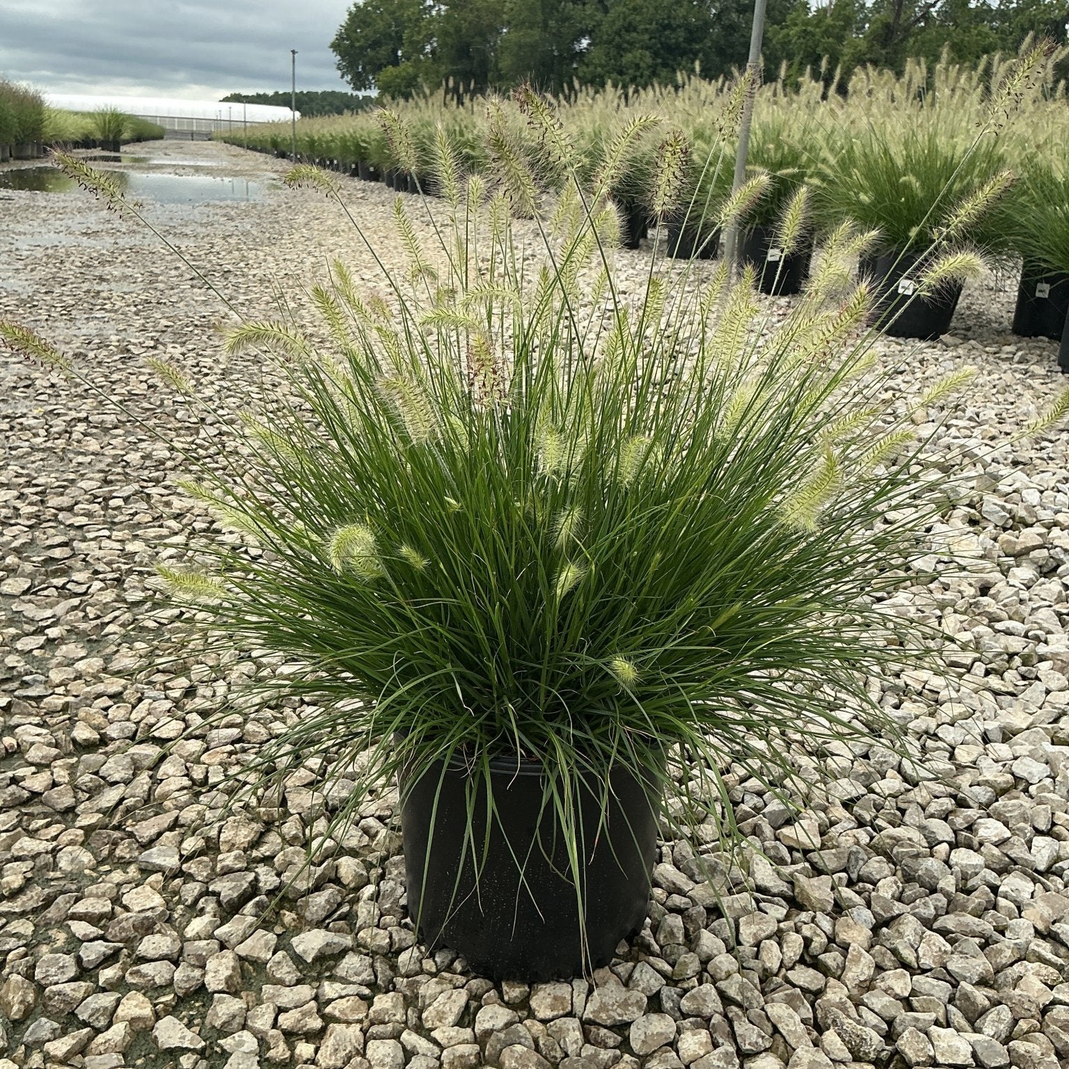 Dwarf Fountain Grass Hameln in a #3 container showing green mounding habit with creamy white plumes at a nursery.