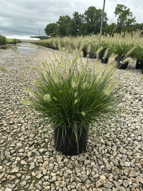 Dwarf Fountain Grass Hameln in a #3 container showing green mounding habit with creamy white plumes at a nursery.