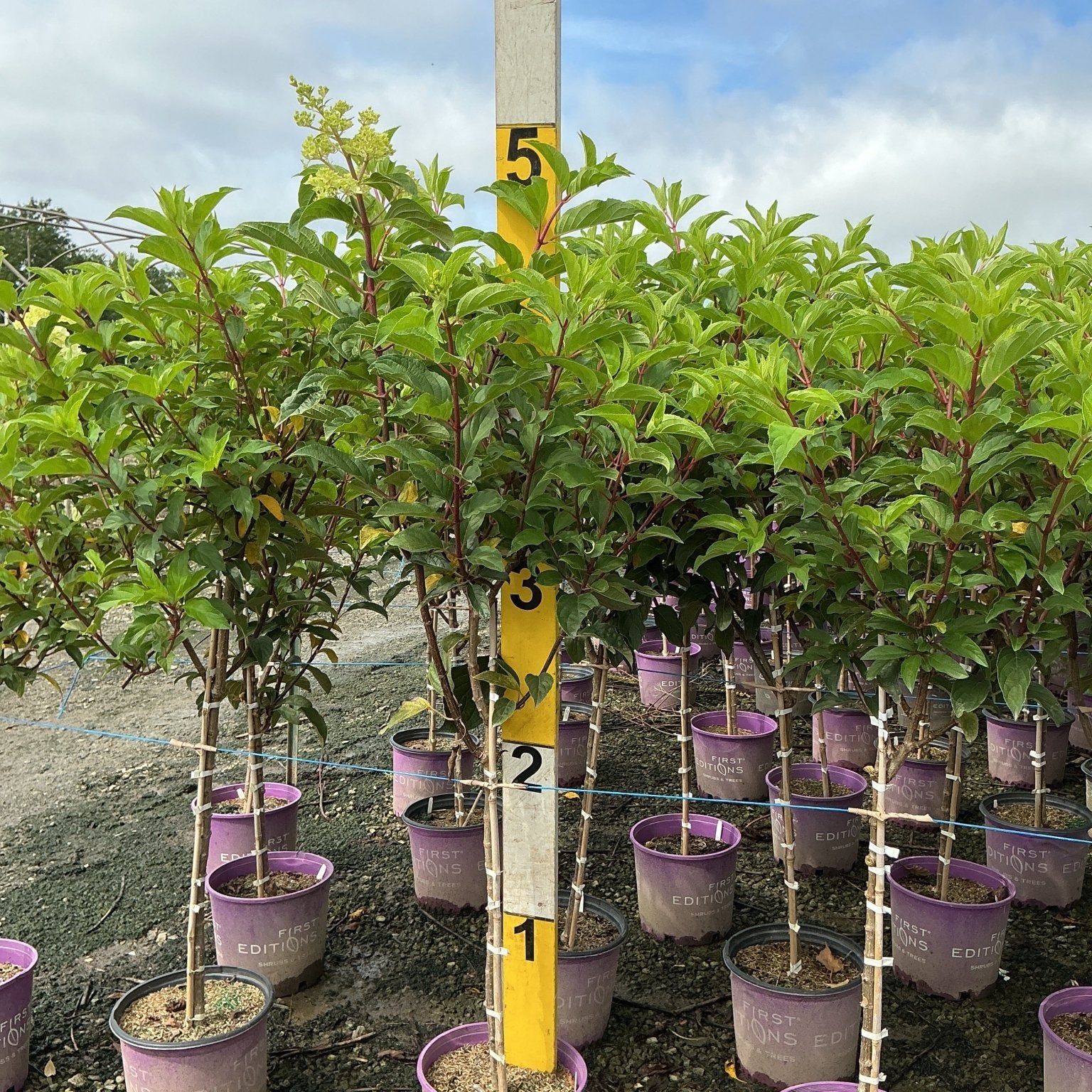 Vanilla Strawberry Panicle Hydrangea shrubs in purple First Editions containers at a nursery, reaching approximately 5 feet tall.