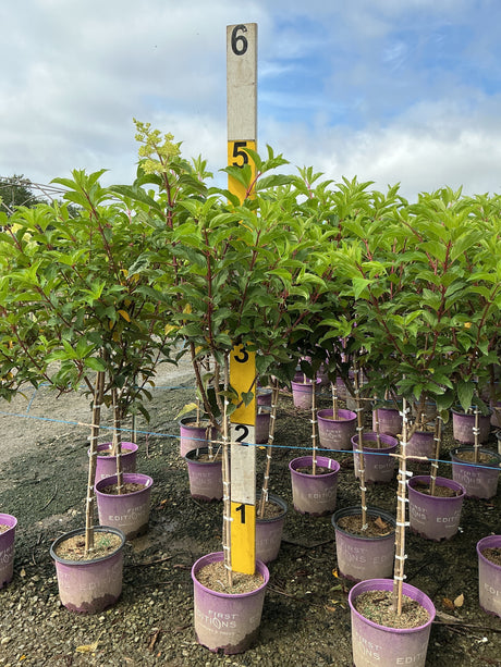 Vanilla Strawberry Panicle Hydrangea shrubs in purple First Editions containers at a nursery, reaching approximately 5 feet tall.