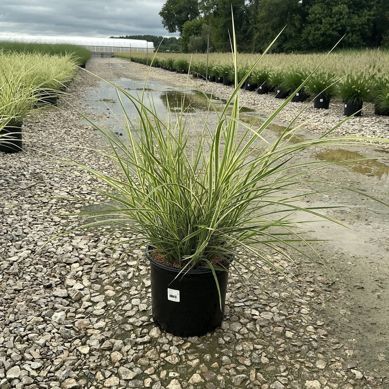 Variegated Japanese Silver Grass in a #3 container at a nursery, showing arching green and white striped foliage.