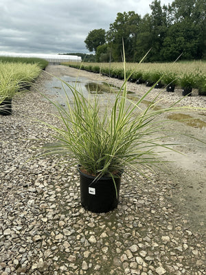 Variegated Japanese Silver Grass in a #3 container at a nursery, showing arching green and white striped foliage.