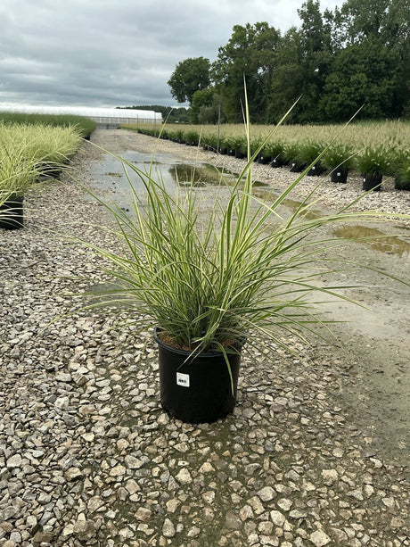 Variegated Japanese Silver Grass in a #3 container at a nursery, showing arching green and white striped foliage.