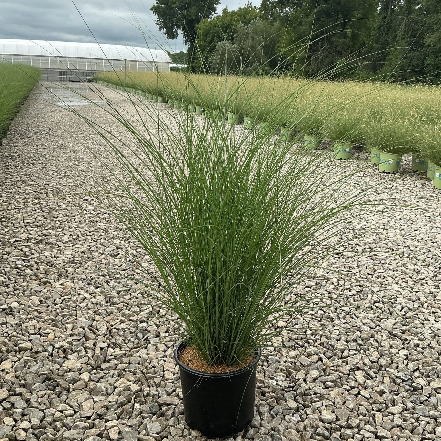 Miscanthus sinensis 'Gracillimus' Maiden Grass in a #3 container at a nursery, showing slender arching green foliage.