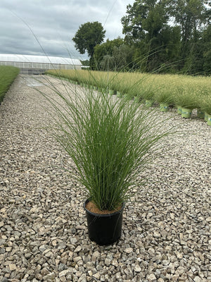 Miscanthus sinensis 'Gracillimus' Maiden Grass in a #3 container at a nursery, showing slender arching green foliage.