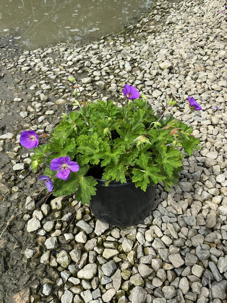 Geranium Rozanne in a black nursery container displaying violet-purple blooms and bright green foliage on a gravel surface.
