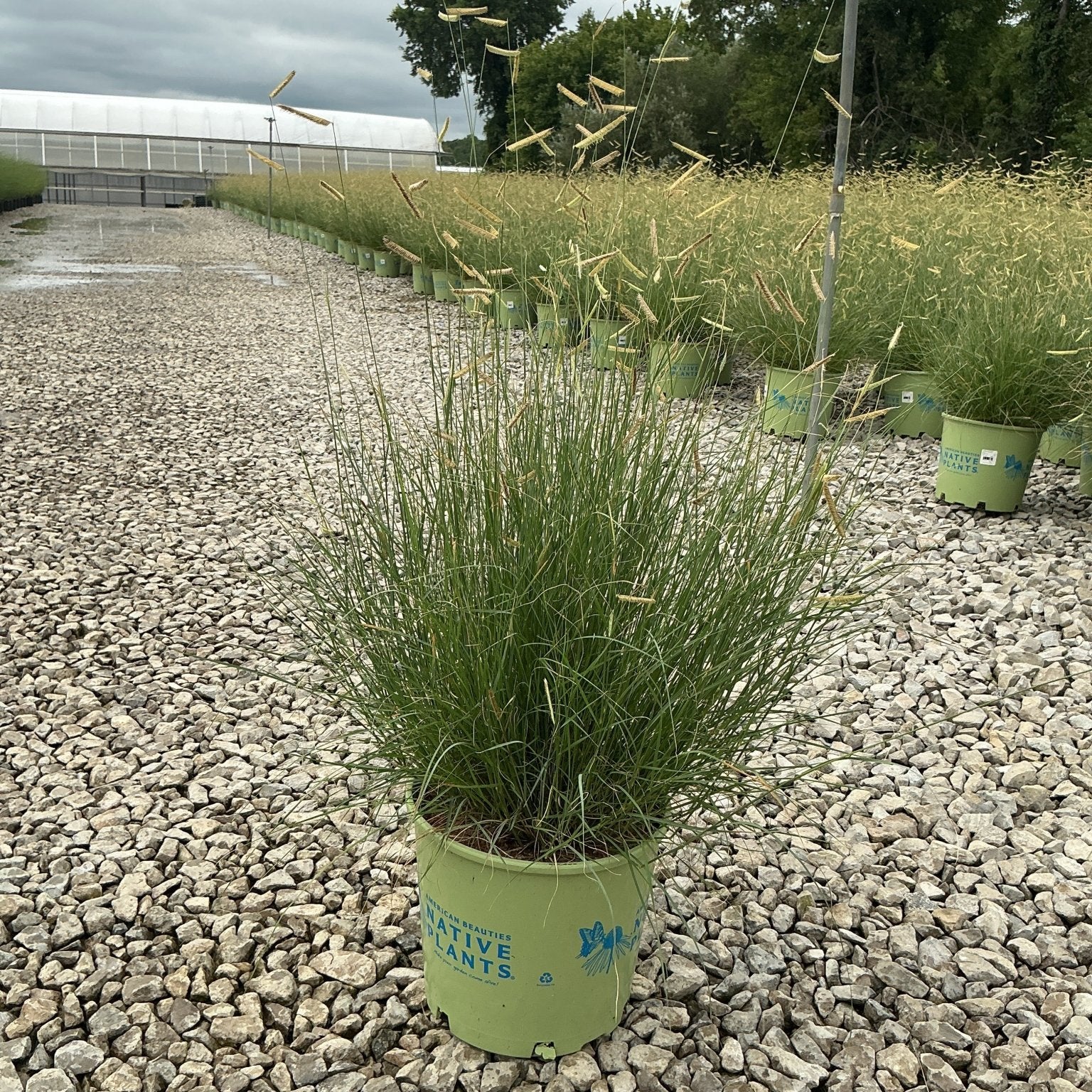 Blonde Ambition Blue Grama Grass in a #3 container at a nursery, showing fine green foliage and golden seed heads.