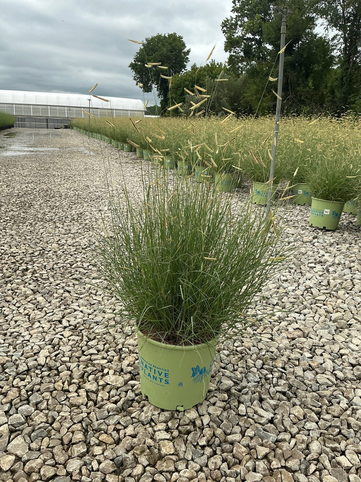 Blonde Ambition Blue Grama Grass in a #3 container at a nursery, showing fine green foliage and golden seed heads.