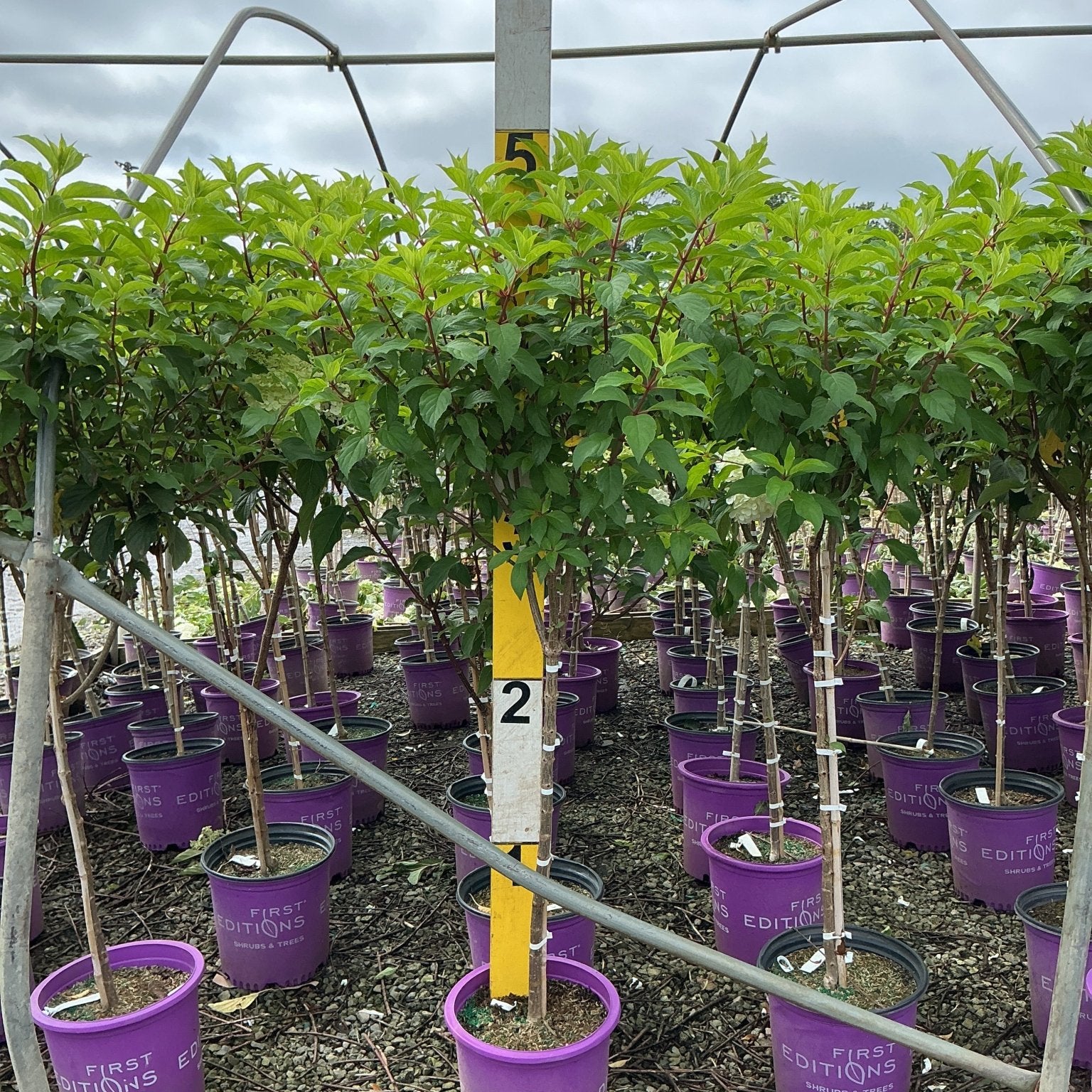 Vanilla Strawberry Panicle Hydrangea trees growing in purple First Editions #5 containers at a nursery growing facility.