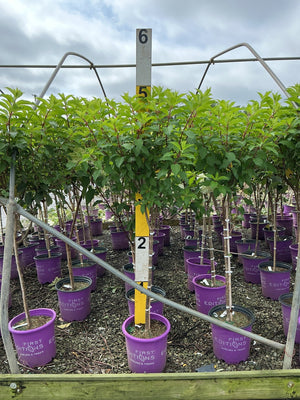 Vanilla Strawberry Panicle Hydrangea trees growing in purple First Editions #5 containers at a nursery growing facility.