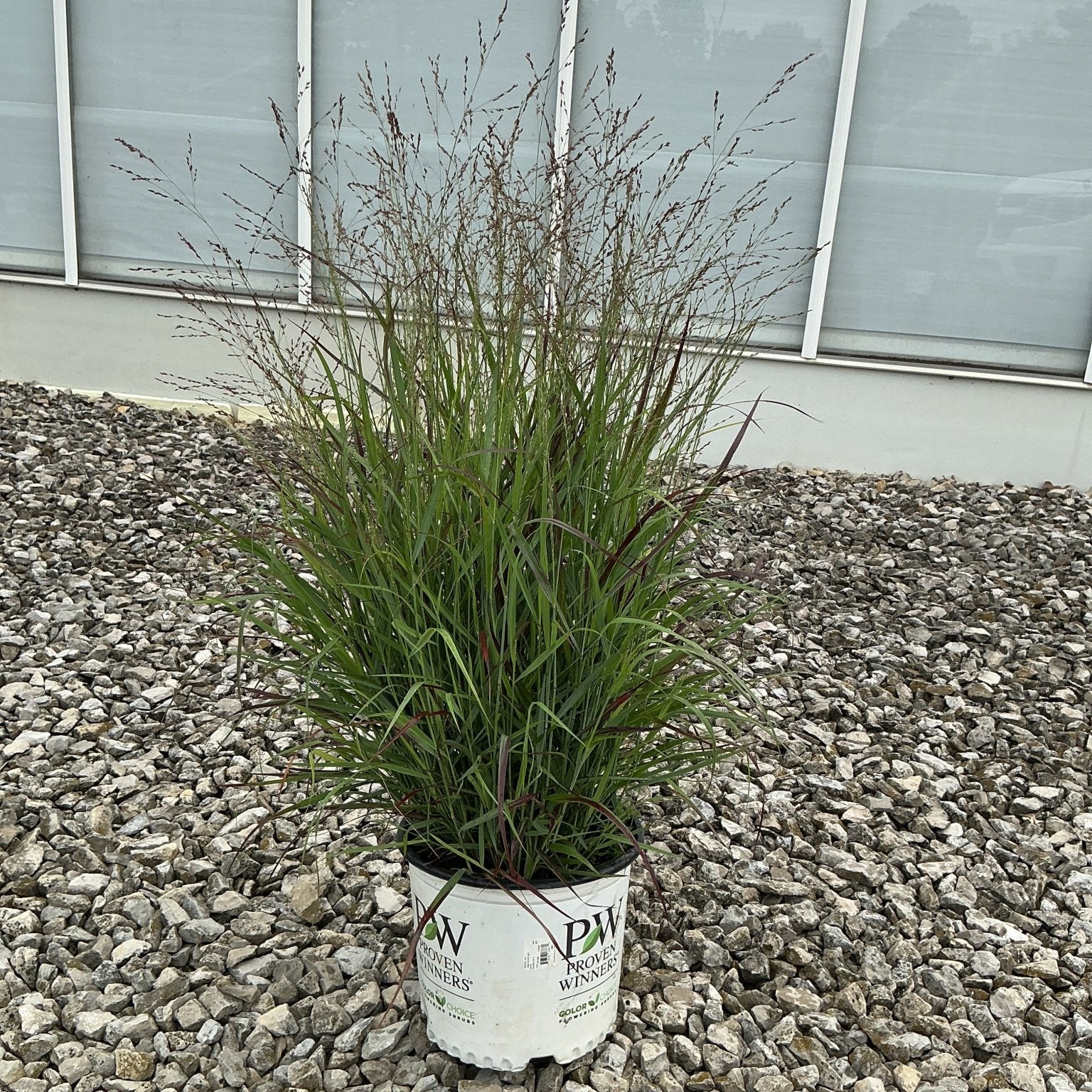Prairie Winds Cheyenne Sky Red Switch Grass in a #3 Proven Winners container, showing fine green foliage with reddish tips.