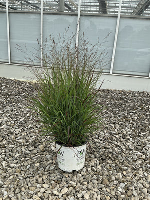 Prairie Winds Cheyenne Sky Red Switch Grass in a #3 Proven Winners container, showing fine green foliage with reddish tips.