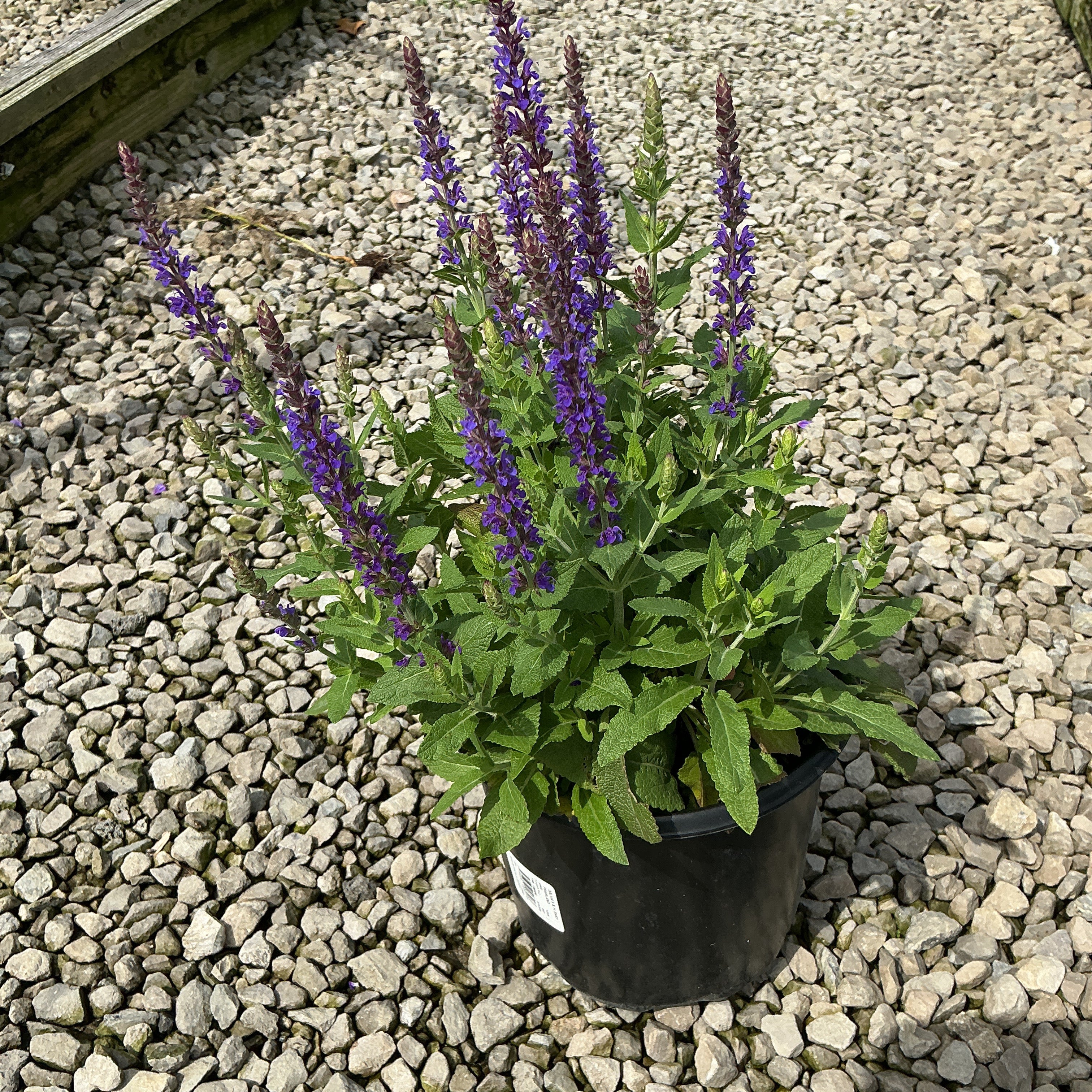 East Friesland Salvia in a black nursery container displaying tall purple flower spikes above green foliage on a gravel surface.
