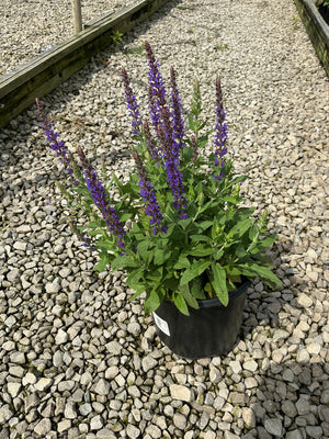 East Friesland Salvia in a black nursery container displaying tall purple flower spikes above green foliage on a gravel surface.