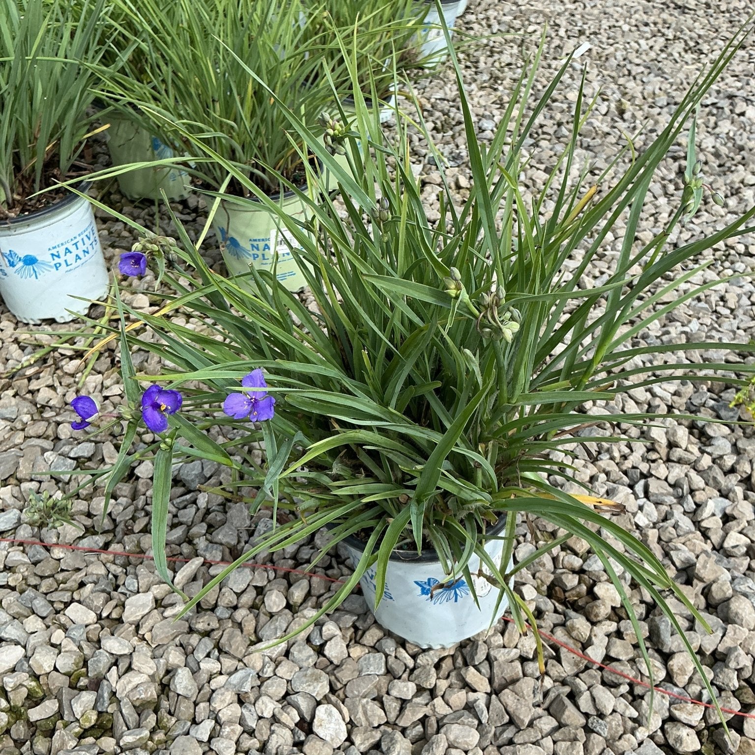 Ohio Spiderwort in a #1 container showing grass-like foliage and purple blooms, displayed at a native plant nursery.