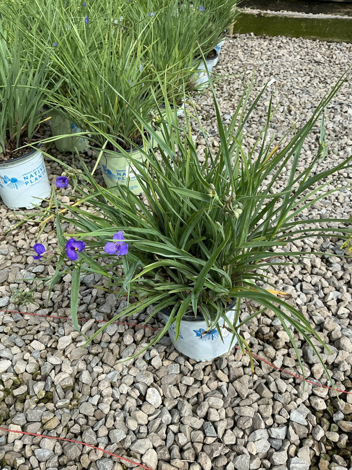 Ohio Spiderwort in a #1 container showing grass-like foliage and purple blooms, displayed at a native plant nursery.