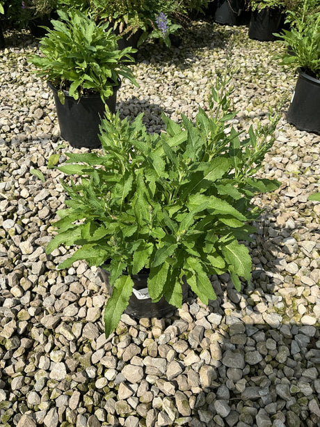 Marcus Salvia perennial in a #1 container showing lush green foliage and emerging flower spikes at a nursery.
