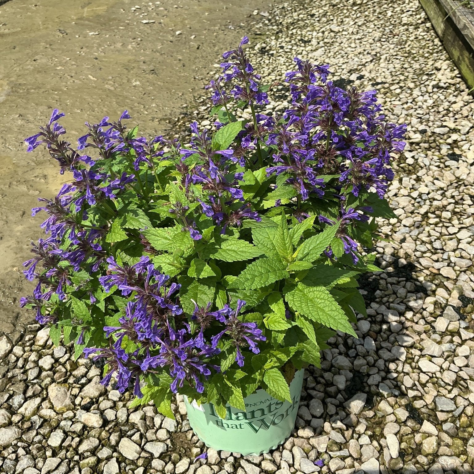 Neptune Catmint in a #1 container covered in vibrant purple blooms, displayed on a gravel nursery surface.