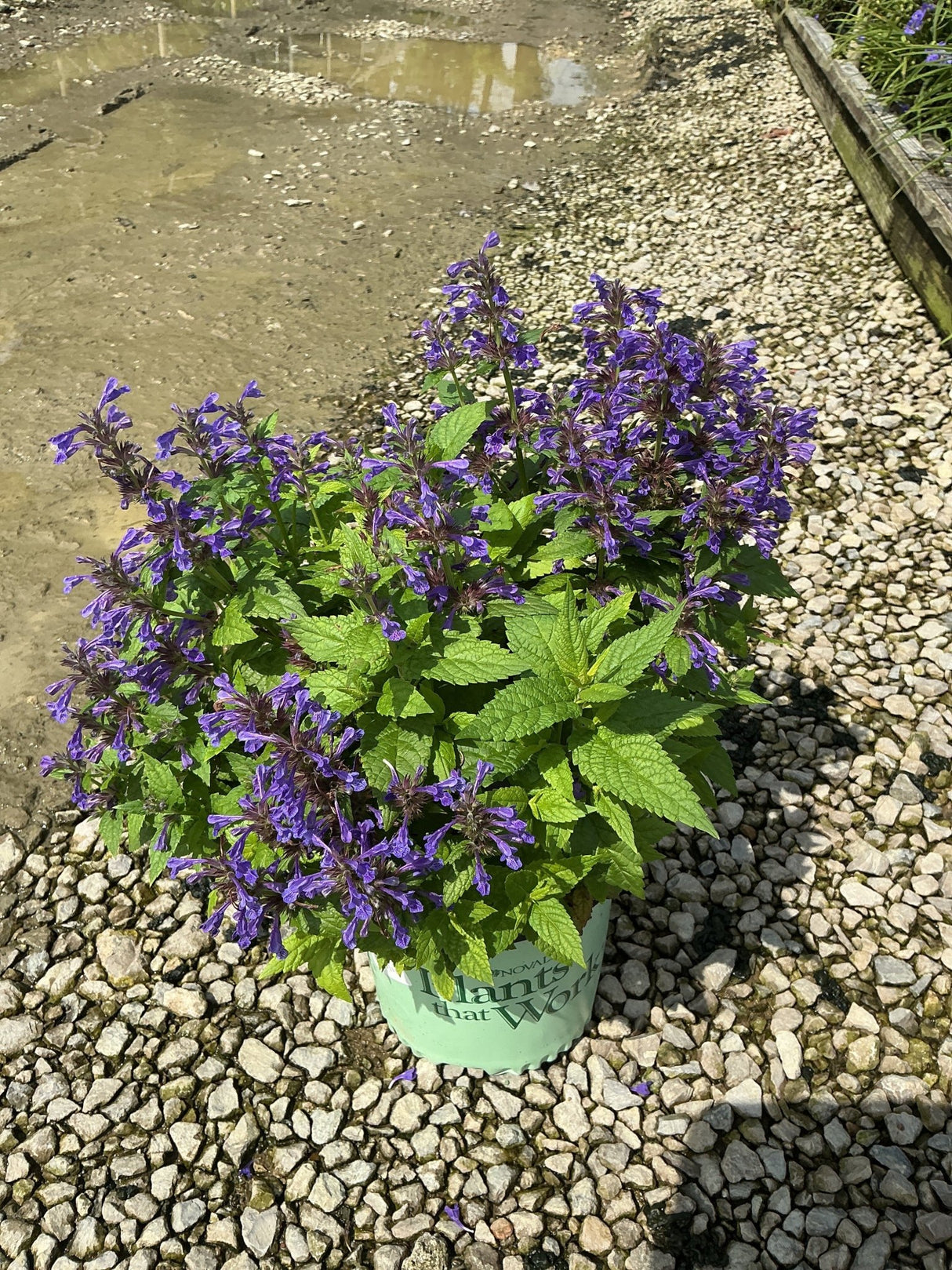 Neptune Catmint in a #1 container covered in vibrant purple blooms, displayed on a gravel nursery surface.