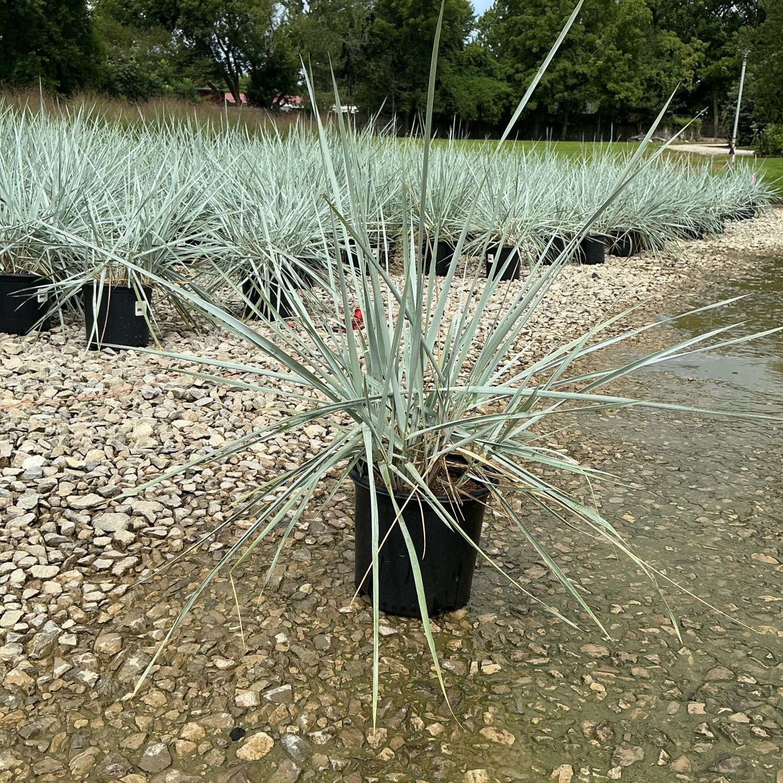 Blue Dune Lyme Grass in a black nursery container displaying silvery-blue arching blades at a garden center.